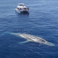 Los Angeles: Luxury Whale Watching Tour — gallery 1