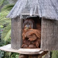 Jungle Park: Entry Ticket — gallery 2