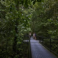 Cape Tribulation, Daintree & Mossman: Day Tour from Cairns and Port Douglas — gallery 2