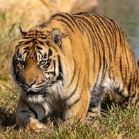 WILD LIFE Sydney Zoo Tickets — gallery 2