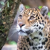 ARTIS Amsterdam Kraliyet Hayvanat Bahçesi: Giriş Bileti, ARTIS Amsterdam Royal Zoo, Amsterdam