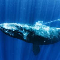 Premium Whale Watching Cruise by SeaWorld — gallery 1