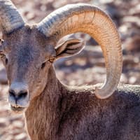 Phoenix Zoo: Entry Ticket — gallery 4