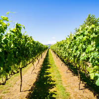 A Taste of Martinborough – Wine Delights Private Tour — gallery 4