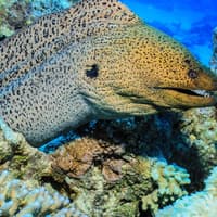 Hurghada: Guided Scuba Diving Experience + Roundtrip Transfer + Lunch — gallery 3