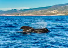 Costa Adeje: Whale & Dolphin Watching Cruise