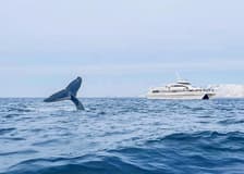 From Tromso: Whale Watching Tour On Motor Catamaran