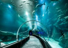 AquaRio: Rio de Janeiro Aquarium Tickets