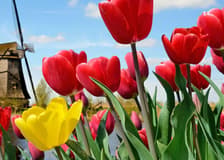 Keukenhof: Entry + Roundtrip Bus Transfer from A’dam Tower