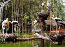 Penang Bird Park Ticket