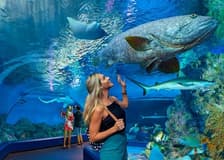 Cairns Aquarium: Entry Ticket