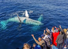 Premium Whale Watching Cruise by SeaWorld