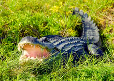 Orlando: Wild Florida Airboat Tour with Gator Park Tickets