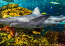 Ripley's Aquarium of Canada: Entry Ticket