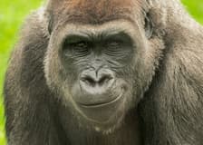 Franklin Park Zoo: Entry Ticket
