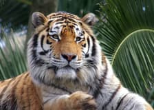 Lisbon Zoo: Fast Track Ticket