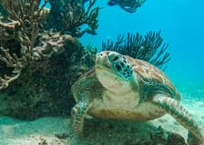 Tulum: Guided Snorkeling Tour