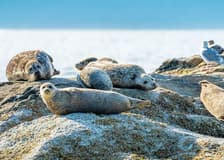 Vancouver: City and Seal Cruise
