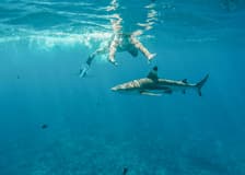 Snorkel with Sharks: Yasawa Island Day Trip With Buffet Lunch & Transfers
