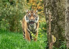 Nashville Zoo at Grassmere: Fast Track Ticket