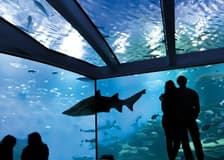 Palma Aquarium: Entry Ticket + Transfer from Calvià Area