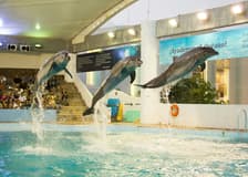 Interactive Aquarium Cancún: Entry Ticket + Dolphin Show