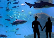 Palma Aquarium: Skip The Line Ticket + Optional 3D Cinema Aquadome