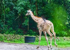 A'Famosa Melaka: Safari Wonderland Tickets