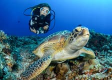 Moreton Island: Tangalooma Scuba Diving Tour