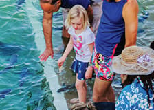 Darwin: Aquascene Fish Feeding Experience