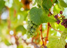 Private Car Tour of Mornington Wineries/Breweries/Eateries from Melbourne