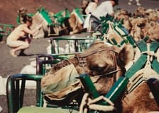 Maspalomas Dunes Camel Ride