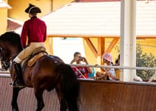 Portuguese School of Equestrian Art: Morning Training