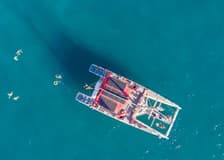 Tenerife: 3-Hour Whale & Dolphin Watching Eco-Catamaran Tour