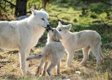 ZooParc de Beauval 1-Day Entry Ticket