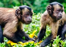 Willowbank Wildlife Reserve Tickets