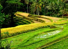 Bali: Firefly-Watching Experience + Traditional Dinner
