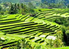 Best Ubud Tour: Monkey forest, Rice Terrace & Waterfall