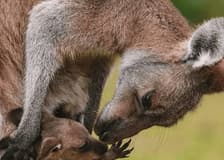 Toronto Zoo: Entry Ticket