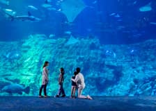 Ocean Park Hong Kong Tickets