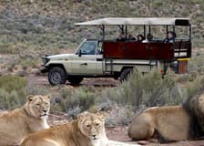 Aquila Private Game Reserve: Small-Group Safari Tour + Lunch + Transport