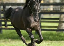 Irish National Stud & Gardens: Entry Ticket