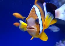 Aquarium of Naples: Entry Ticket