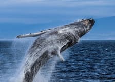 Victoria: Half-Day Guided Whale Watching Tour