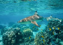 From Phi Phi: Maya Bay Speedboat Tour with Snorkeling