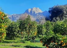 Mallorca: Orange Valley & Valldemossa Guided Tour + Transfers
