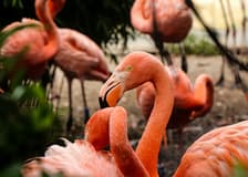 Flamingo Gardens: Skip The Line Ticket