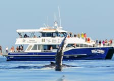 From Hervey Bay: Half-Day Whale Watching Cruise