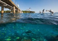 Cairns: Green Island Ferry Transfer + Optional Snorkel
