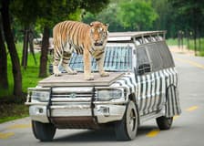Shanghai Wild Animal Park Tickets